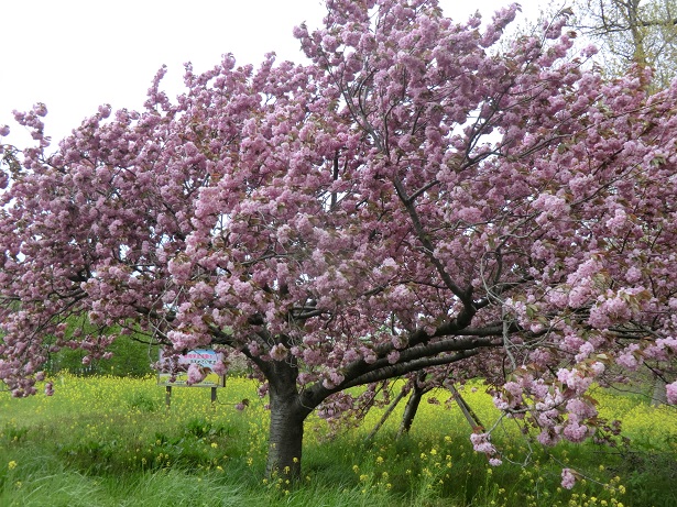 2021年5月7日 桜 八郎潟線