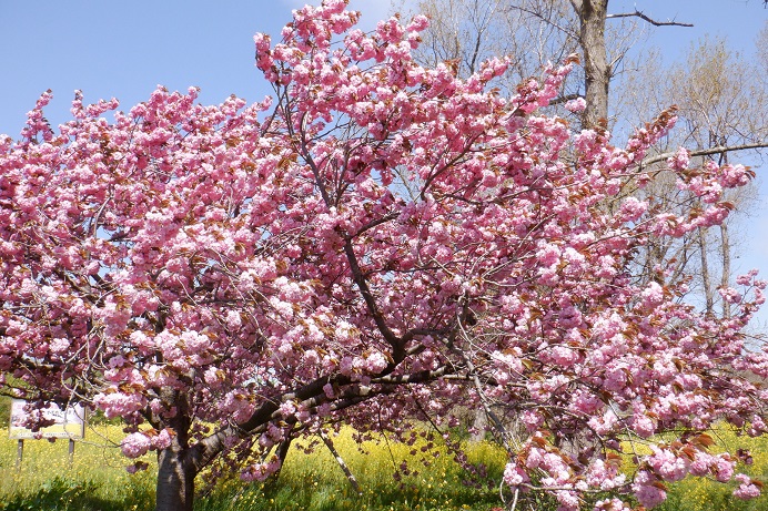 2021年5月6日 桜 八郎潟線