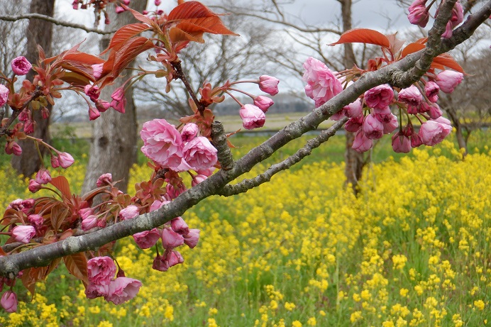 2021年4月30日 桜 八郎潟線