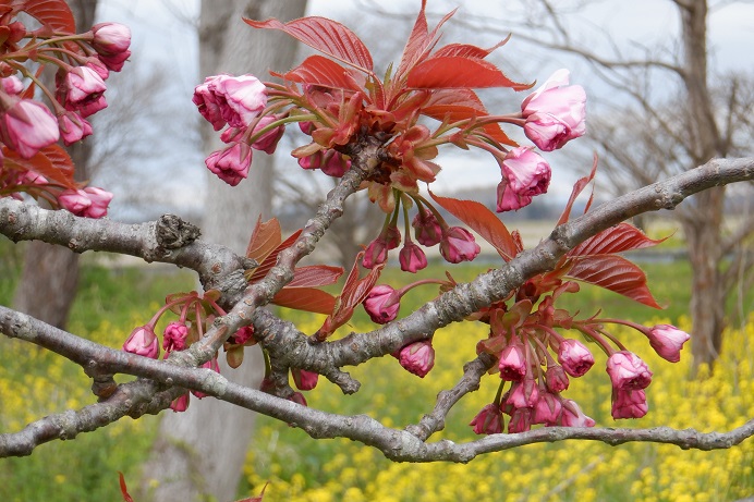 2021年4月28日 桜 八郎潟線