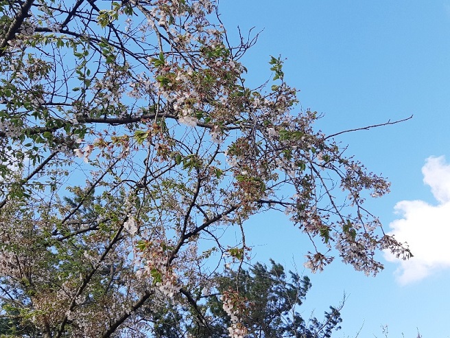 2021年4月26日 桜 八郎潟線