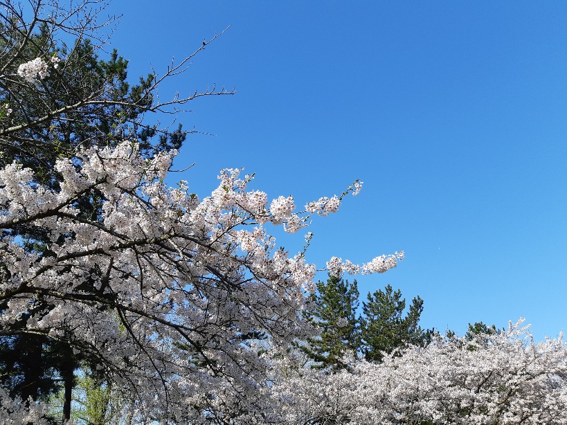 2021年4月23日 桜 八郎潟線