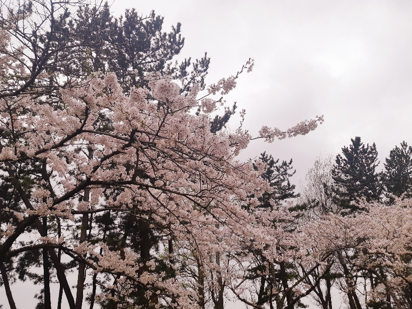 2021年4月20日 桜 八郎潟線