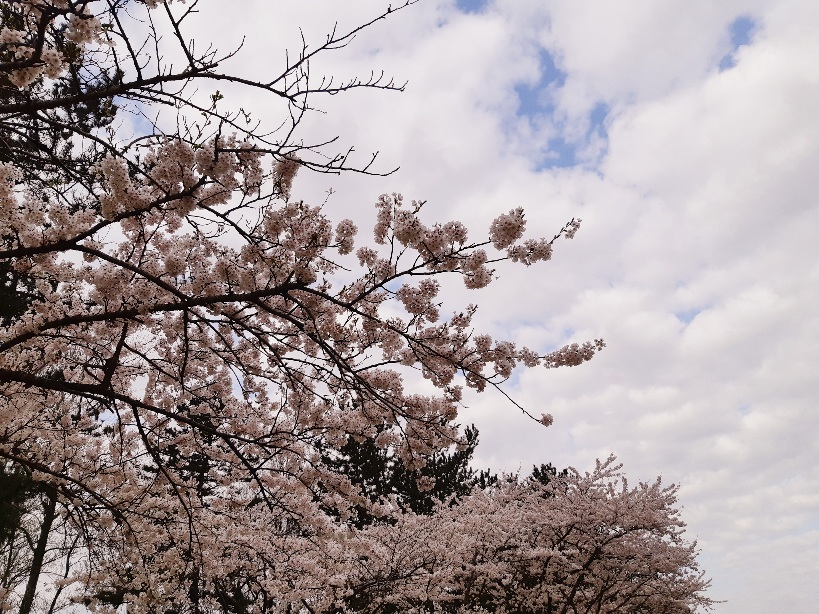 2021年4月19日 桜 八郎潟線