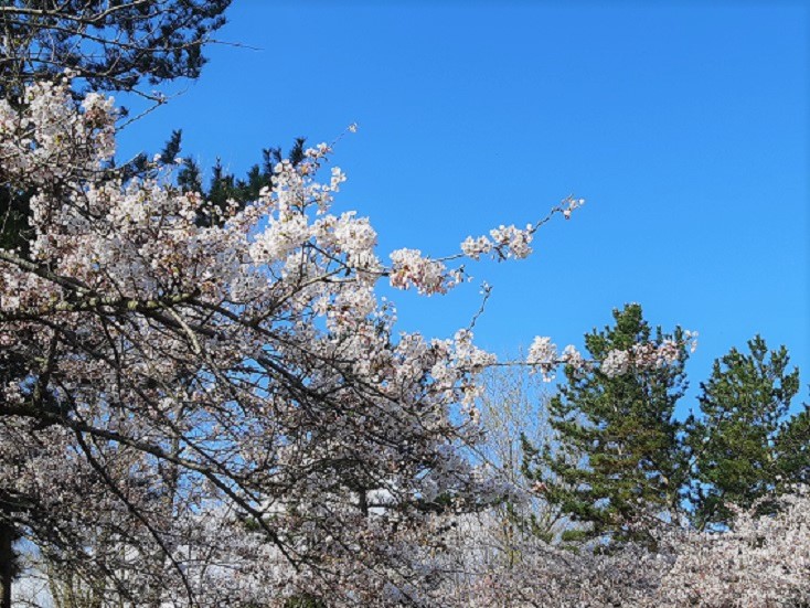 2021年4月15日 桜 八郎潟線