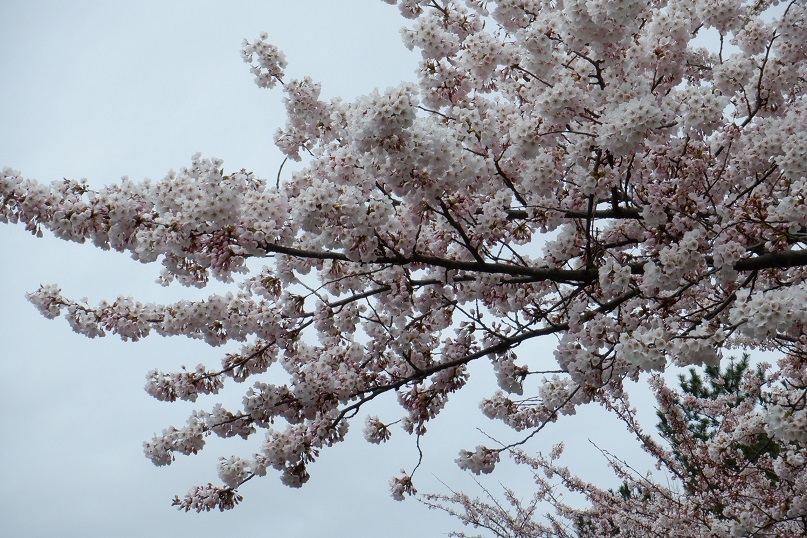 2021年4月14日 桜 八郎潟線