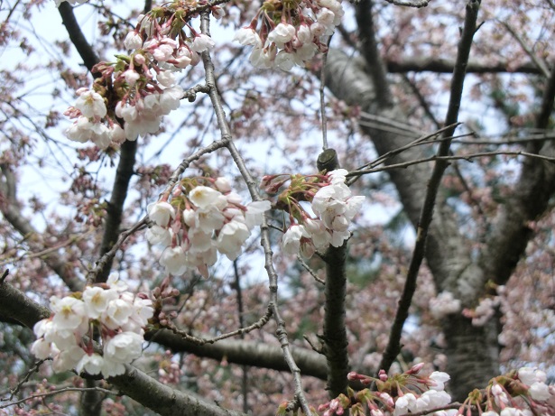 2021年4月13日 桜 八郎潟線