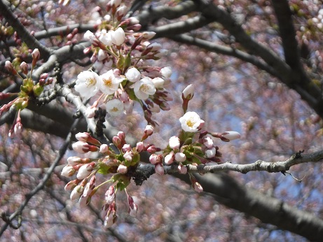 2021年4月12日 桜 八郎潟線