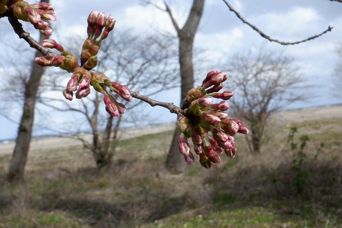 2021年4月9日 桜 八郎潟線