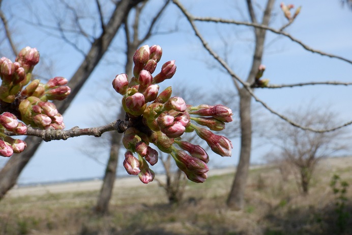 2021年4月8日 桜 八郎潟線