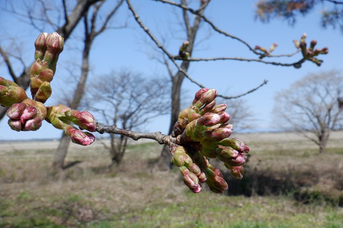 2021年4月7日 桜 八郎潟線