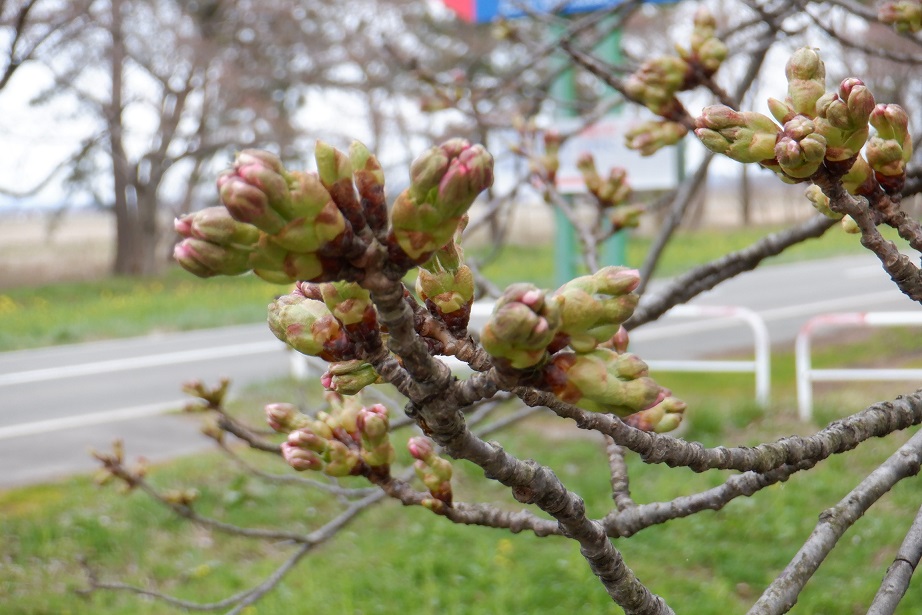 2021年4月6日 桜 八郎潟線