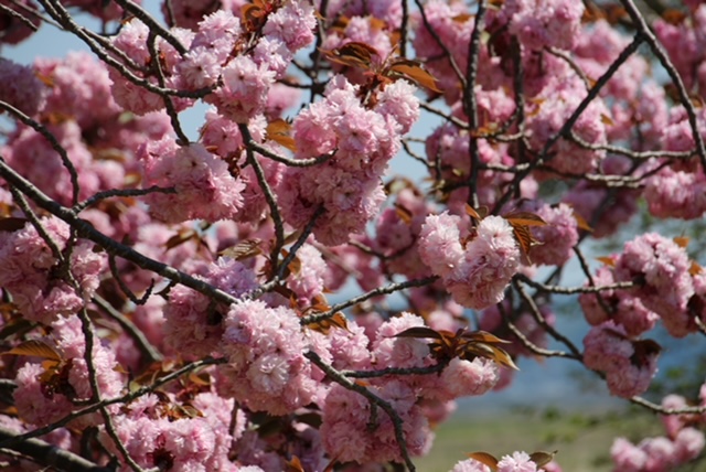 2022年5月6日 桜 八郎潟線