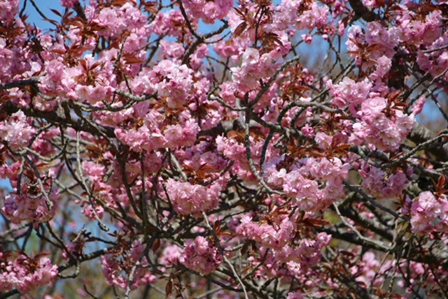 2022年5月2日 桜 八郎潟線