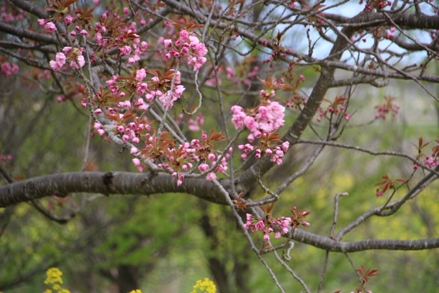 2022年4月28日 桜 八郎潟線