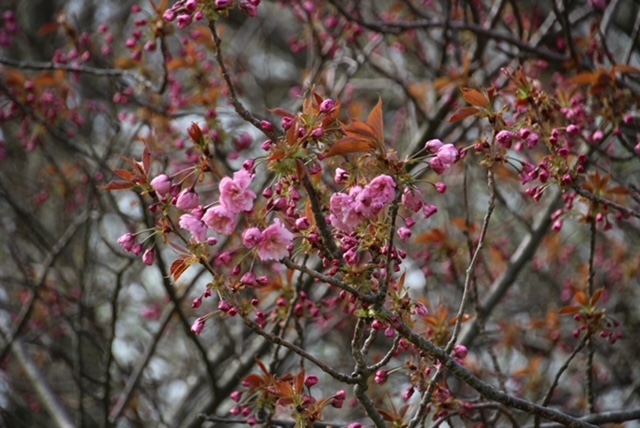 2022年4月27日 桜 八郎潟線