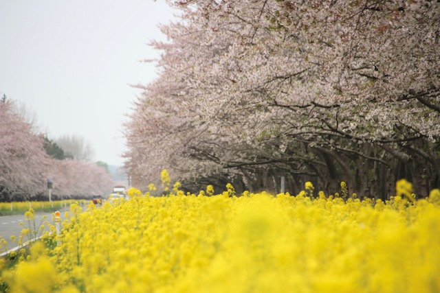 2022年4月26日 桜 八郎潟線