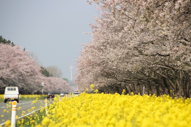 2022年4月25日 桜 八郎潟線