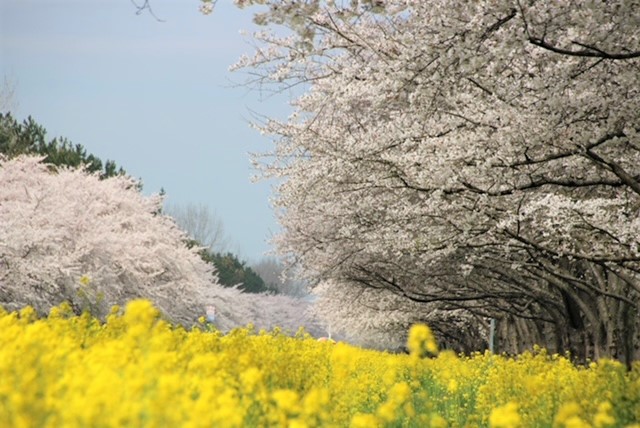 2022年4月22日 桜 八郎潟線