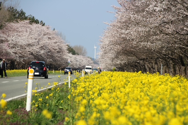 2022年4月21日 桜 八郎潟線