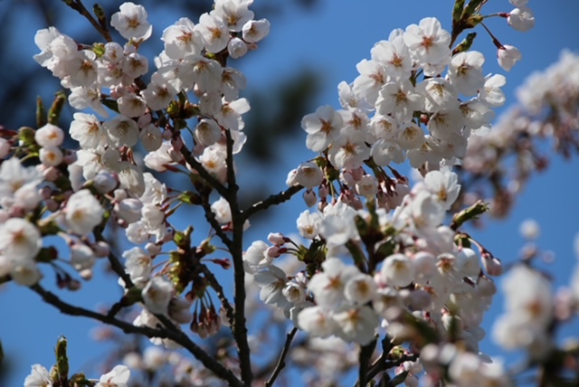 2022年4月20日 桜 八郎潟線