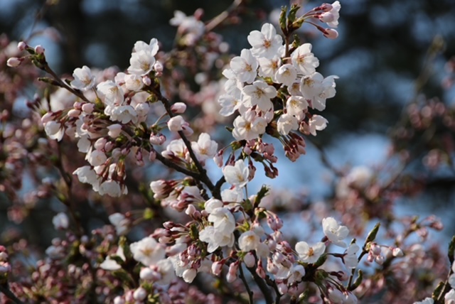 2022年4月19日 桜 八郎潟線