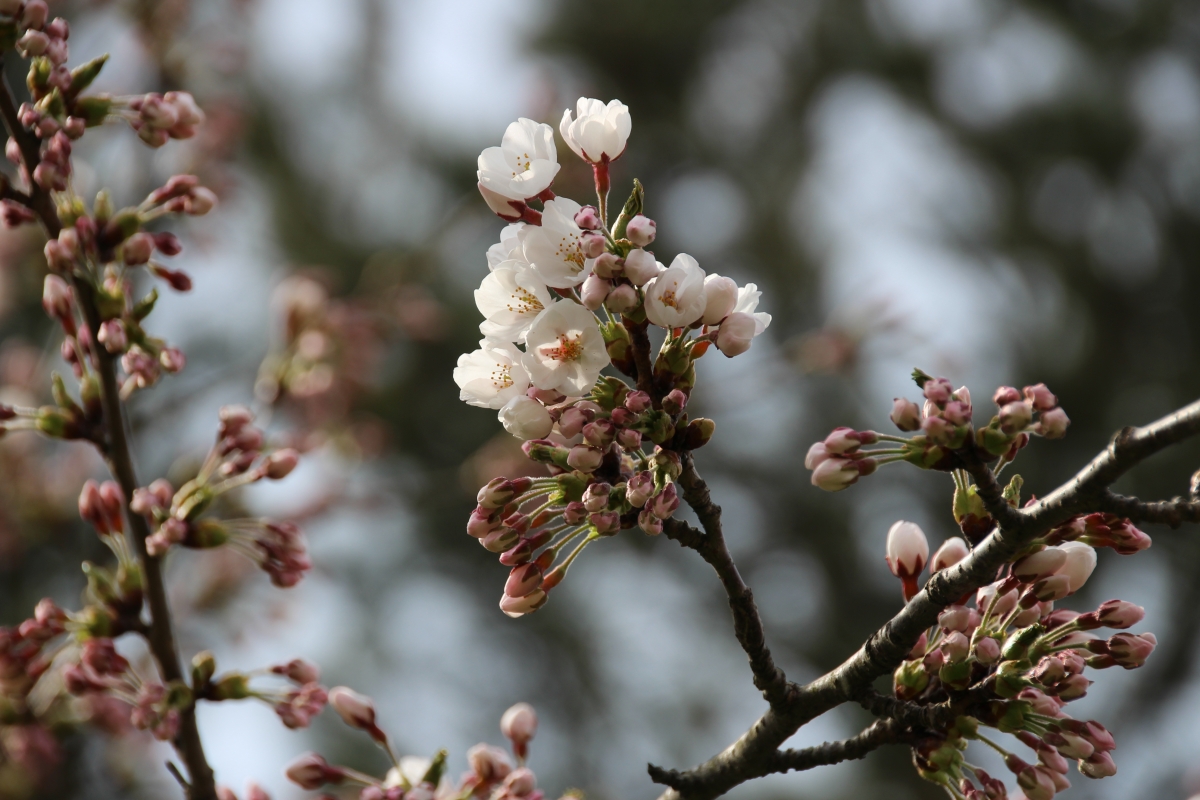 2022年4月18日 桜 八郎潟線