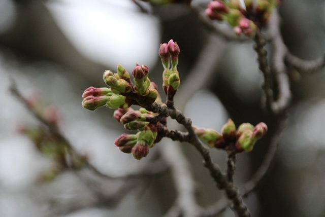 2022年4月15日 桜 八郎潟線