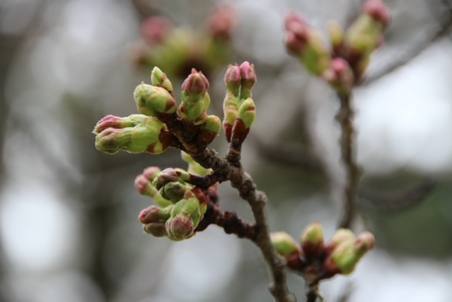 2022年4月13日 桜 八郎潟線