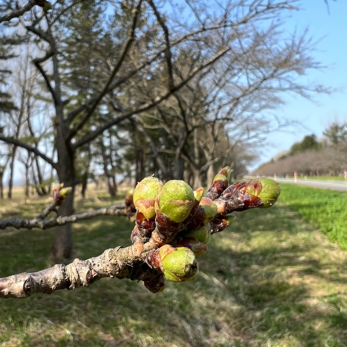 2022年4月11日 桜 八郎潟線