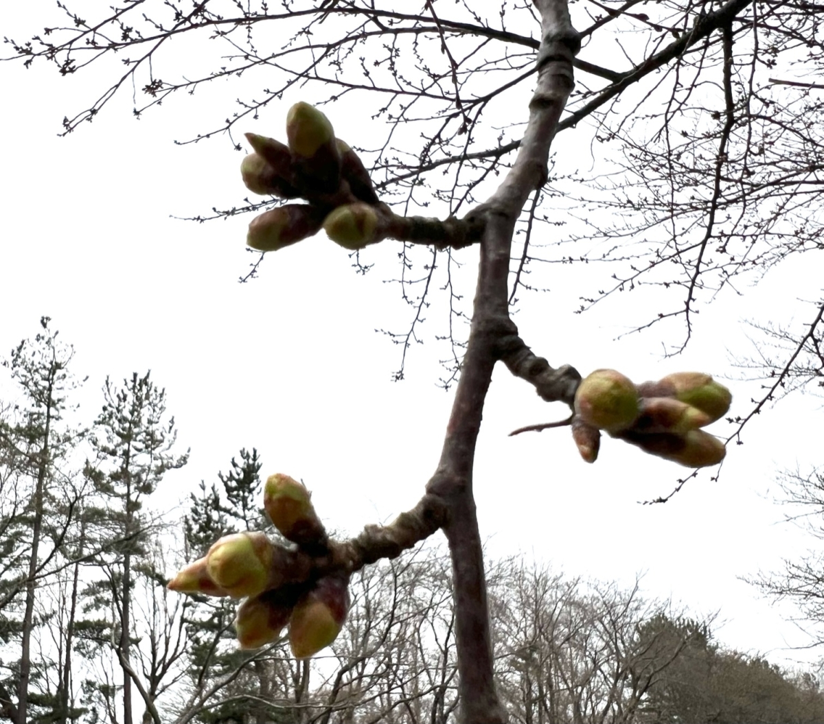 2022年4月7日 桜 八郎潟線