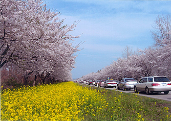 「桜と菜の花ロード」鎌田 悦子