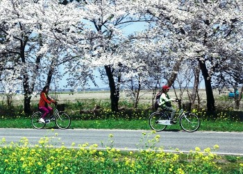 「桜ロードでサイクリング」尾形則雄