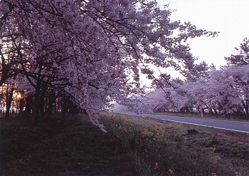 「桜ロード」原田鉄雄