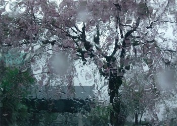 「雨の中のしだれ桜」坂本みほ子