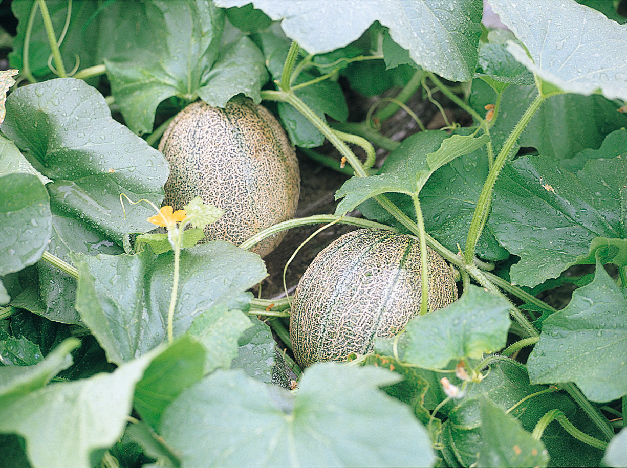 畑で育つ大潟村のメロン