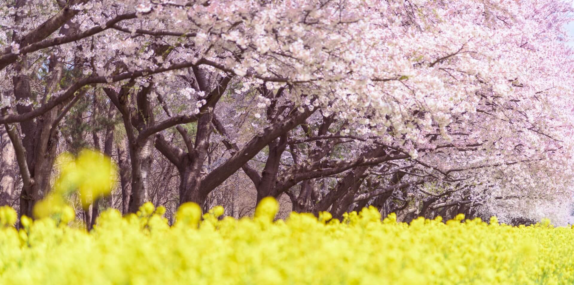 桜と菜の花ロード