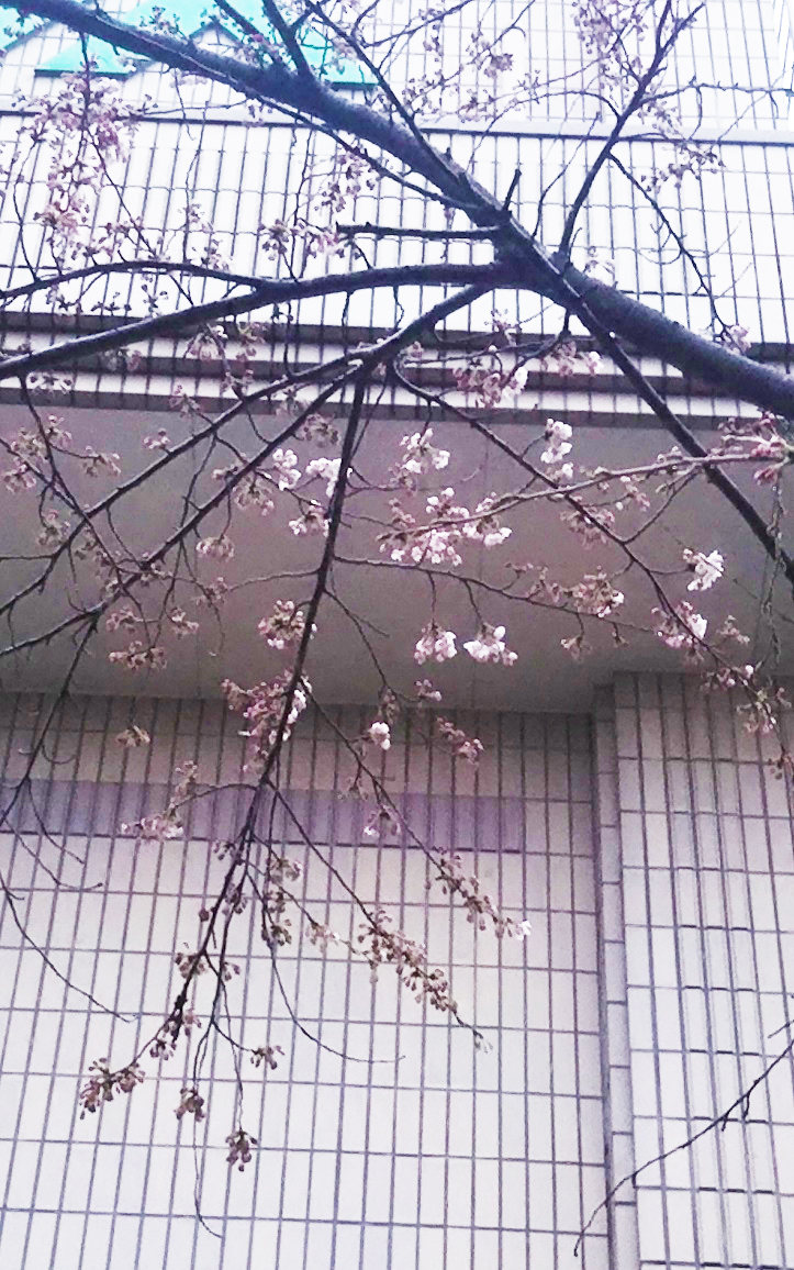 ウグイスとサクラの画像
