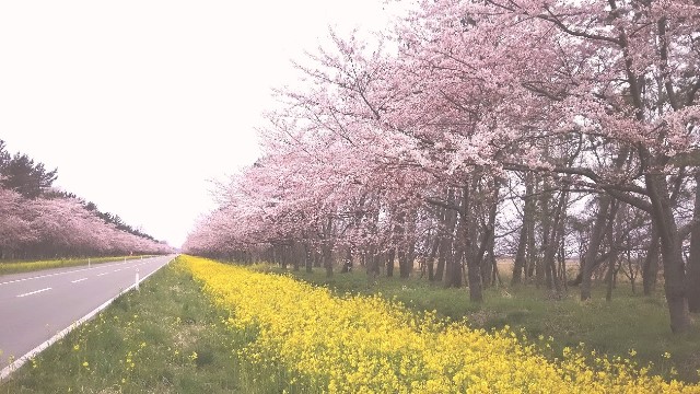 桜と菜の花が見頃の画像