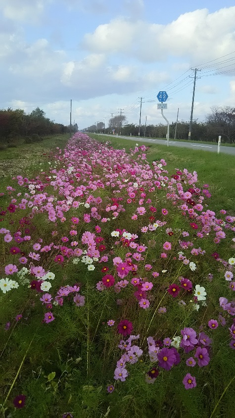 秋桜満開の画像