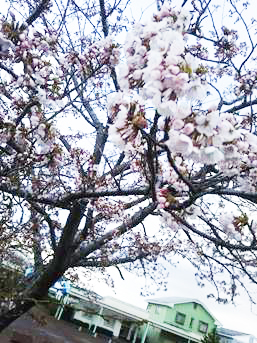 桜が咲き始めましたの画像