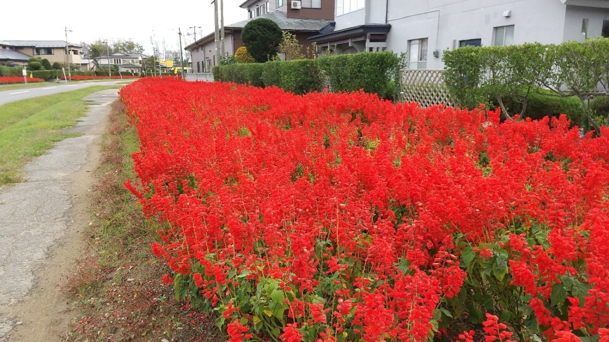 サルビアの花の画像