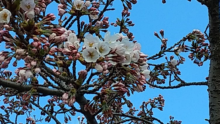 桜の開花の画像