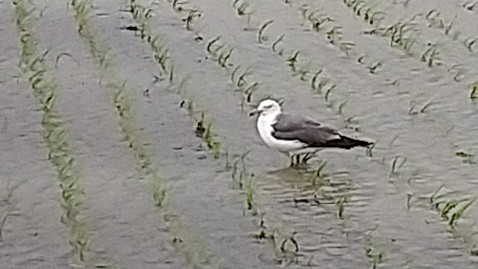 田んぼにカモメ飛来の画像