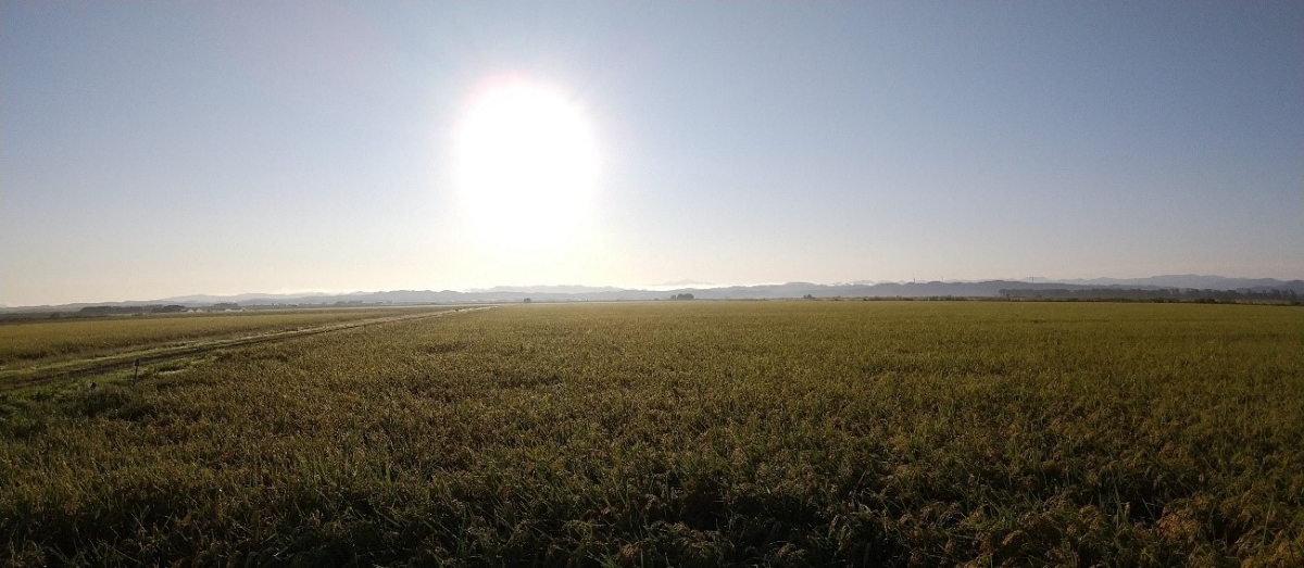 田んぼの日の出の画像