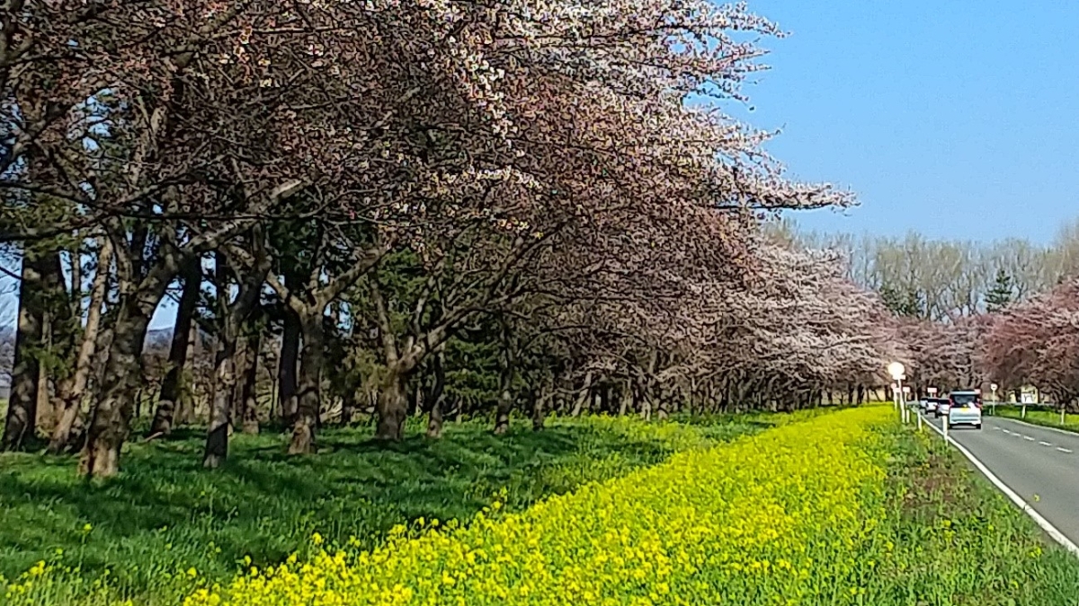 桜と菜の花の画像