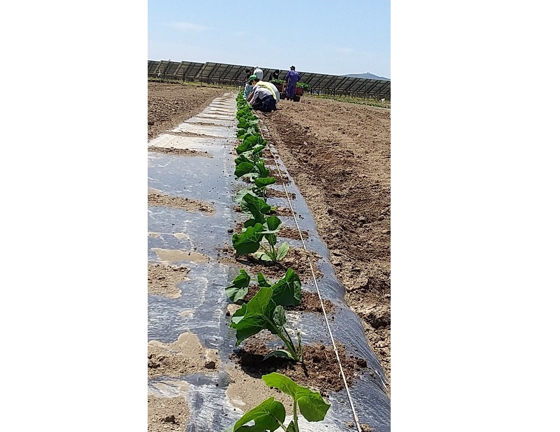 農福連携カボチャの定植の画像